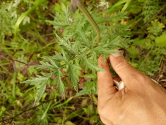 Artemisia latifolia