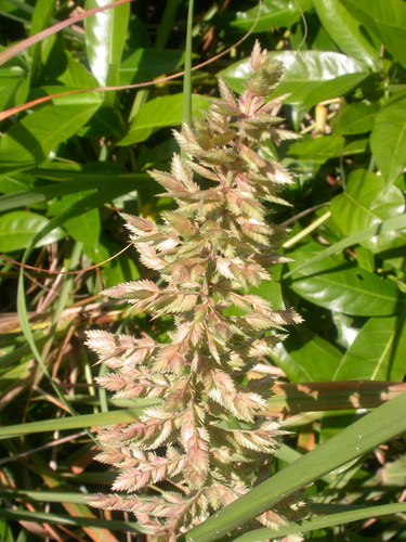 Uniola pittieri (Uniola pittieri)