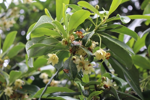 Drimys granadensis - Rama en floración con flores abiertas y botones cerrados, Cartago