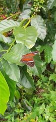 Anartia amathea