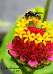 Calloceratina