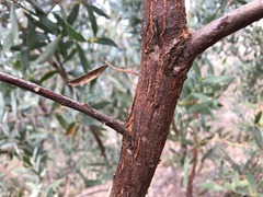 Acacia pubifolia