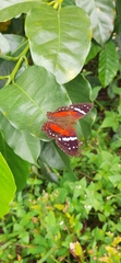Anartia amathea