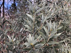 Acacia pubifolia