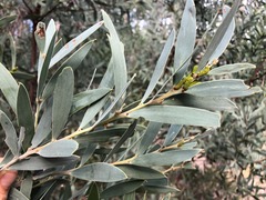 Acacia pubifolia