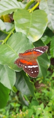 Anartia amathea