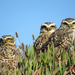 Southern Burrowing Owl - Photo (c) Pablo Moreno Vallejos, some rights reserved (CC BY-NC), uploaded by Pablo Moreno Vallejos