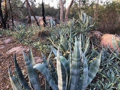 Agave sisalana
