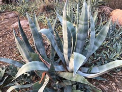 Agave sisalana