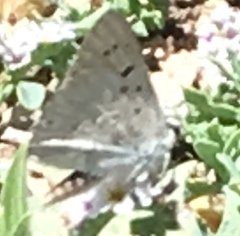 Tharsalea xanthoides