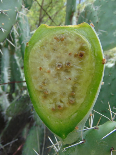 Red Prickly Pear