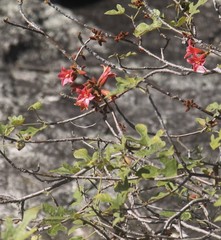 Brachychiton bidwillii