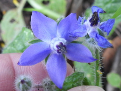 Borago officinalis