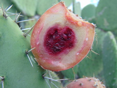 Opuntia chavena