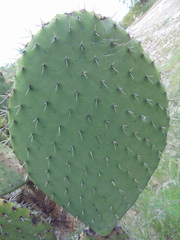 Opuntia chavena