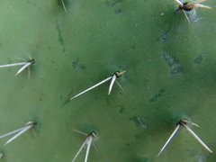 Opuntia chavena