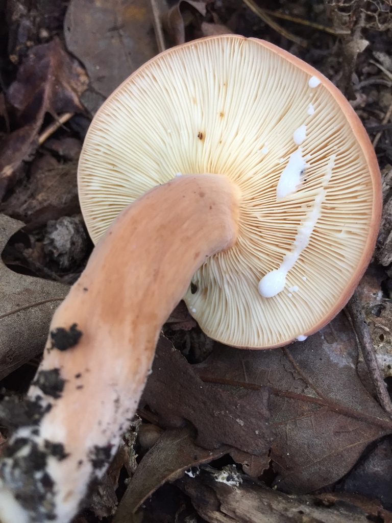 Milkcaps, Brittlegills and Allies
