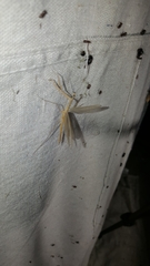 Bistanta mexicana