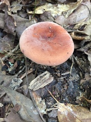Lactarius volemus image