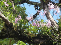 Encyclia adenocaula