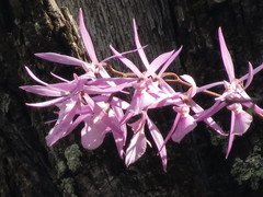 Encyclia adenocaula