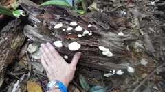 Pseudofavolus cucullatus