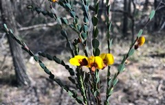 Bossiaea rhombifolia
