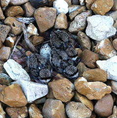 Charadrius vociferus