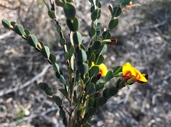 Bossiaea rhombifolia