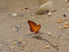 Phalanta eurytis eurytis