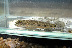 Favonigobius reichei