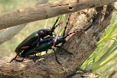 Stenaspis verticalis arizonicus