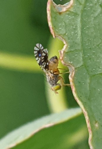 Common Ragweed Fruit Fly photo 4