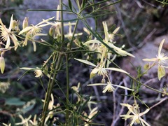 Clematis decipiens