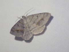 Digrammia neptaria