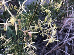 Clematis decipiens