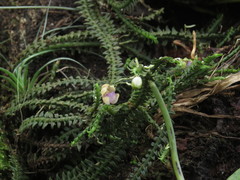Dichaea neglecta