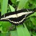 Papilio thoas autocles - Photo (c) Jérémie Lapèze,  זכויות יוצרים חלקיות (CC BY-NC), uploaded by Jérémie Lapèze
