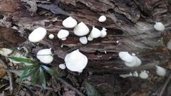 Pseudofavolus cucullatus