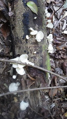 Pseudofavolus cucullatus