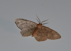 Melanolophia signataria