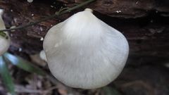 Pseudofavolus cucullatus