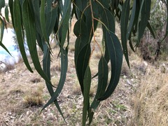 Eucalyptus prava