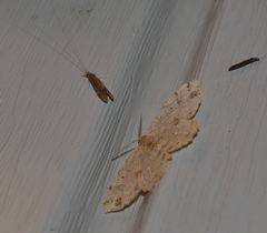 Melanolophia signataria