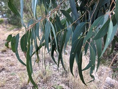 Eucalyptus prava