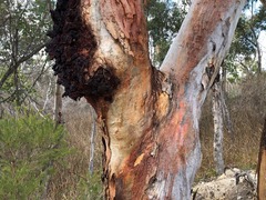 Eucalyptus prava