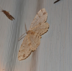 Melanolophia signataria