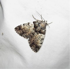 Allotria