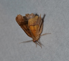 Cepphis armataria