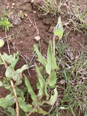 Asclepias jaliscana